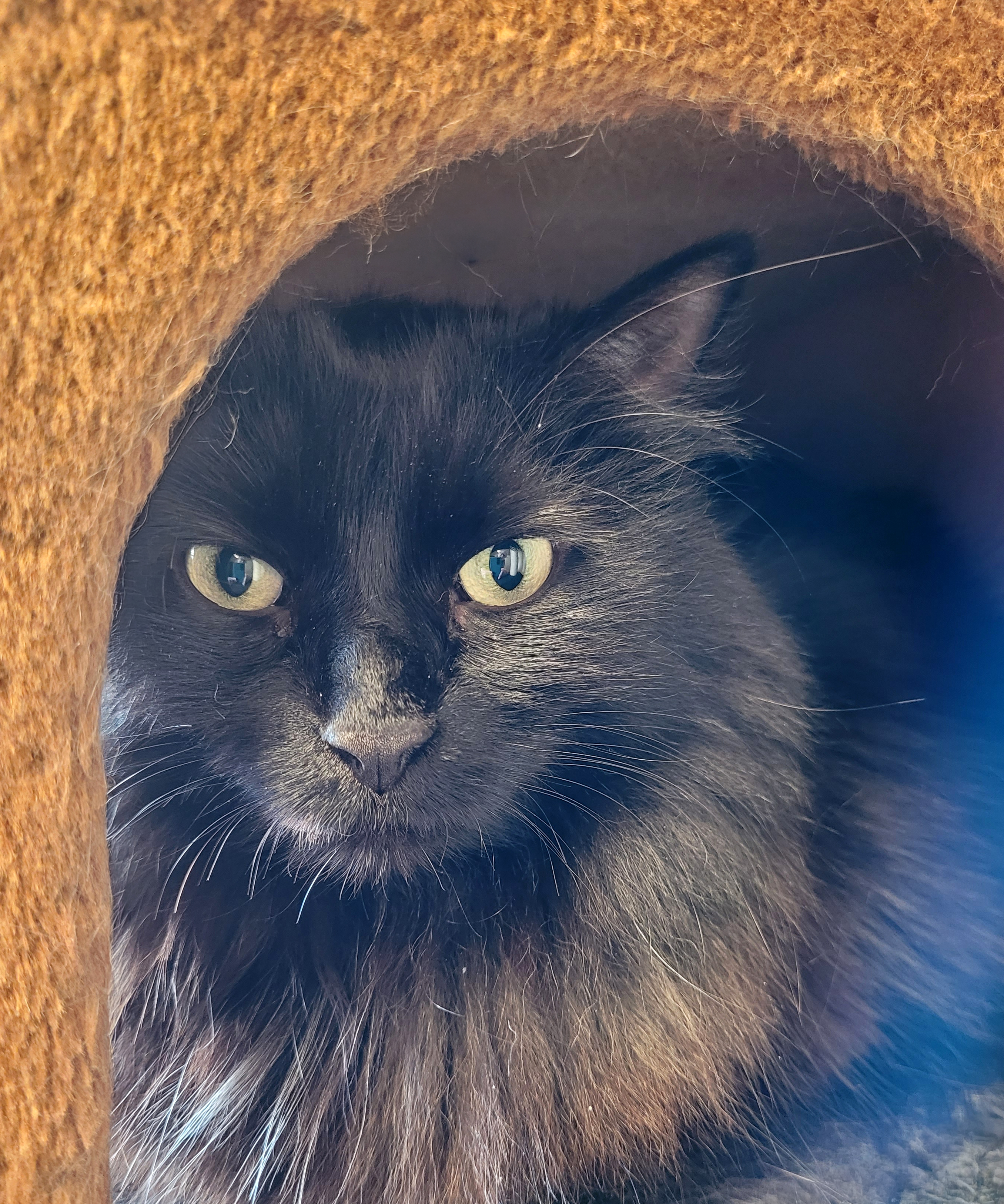 Raven peeking out from a cozy cat cubby